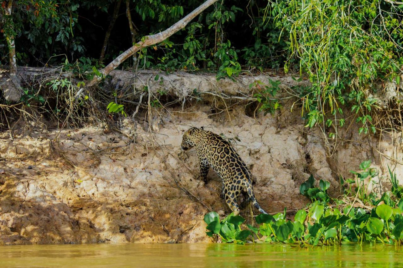 Santa Rosa Pantanal Hotel Porto Jofre Ngoại thất bức ảnh