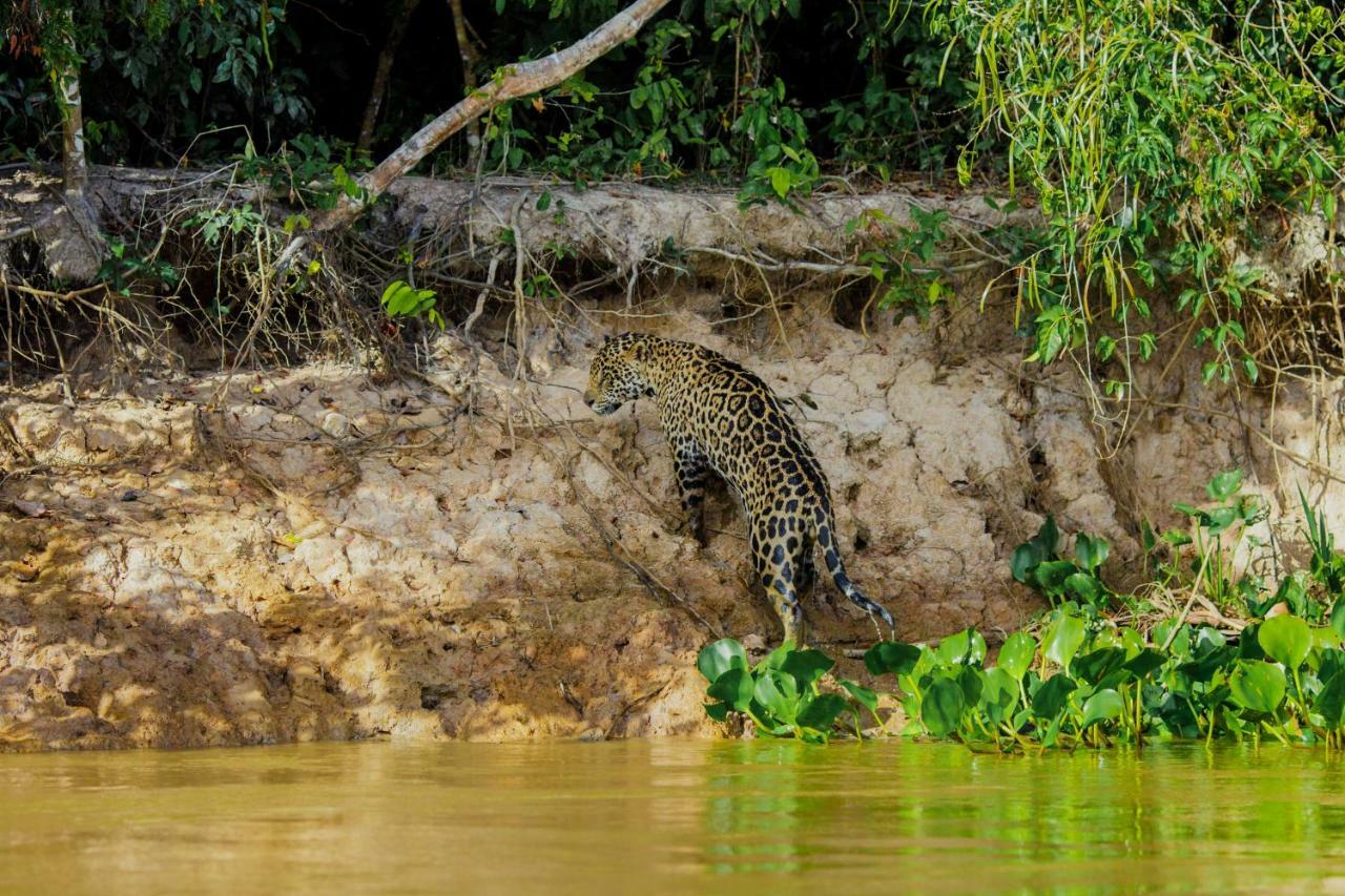 Santa Rosa Pantanal Hotel Porto Jofre Ngoại thất bức ảnh